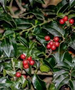 Garden Goods Direct Dragon Lady Holly Trees