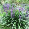 Garden Goods Direct Big Blue Liriope