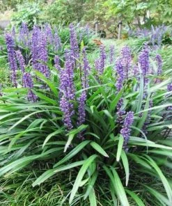 Garden Goods Direct Big Blue Liriope