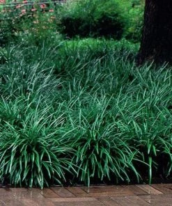Garden Goods Direct Big Blue Liriope 5 Garden Goods Direct Big Blue Liriope