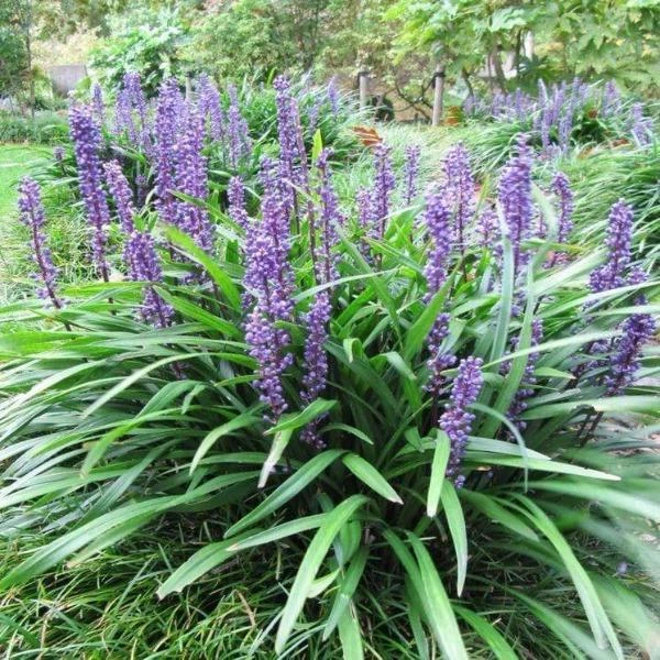 Garden Goods Direct Big Blue Liriope 1 Garden Goods Direct Big Blue Liriope