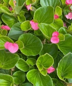 Garden Goods Direct Pink Begonia