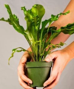 Garden Goods Direct Bird's Nest Fern House Plants 18 Garden Goods Direct Bird's Nest Fern House Plants