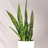 Garden Goods Direct House Plants Black Coral Snake Plant