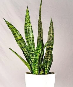 Garden Goods Direct House Plants Black Coral Snake Plant