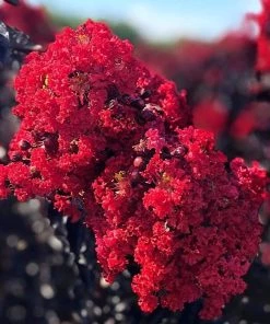 Garden Goods Direct Double Dynamite Crape Myrtle Trees