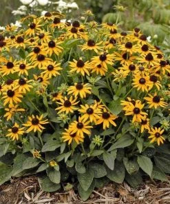 Garden Goods Direct Black Eyed Susan 7 Garden Goods Direct Black Eyed Susan
