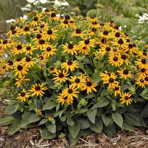Garden Goods Direct Black Eyed Susan 4 Garden Goods Direct Black Eyed Susan
