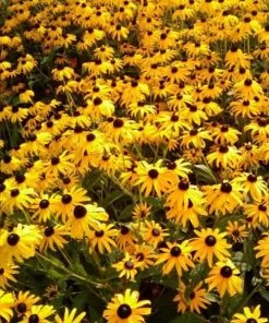Garden Goods Direct Black Eyed Susan