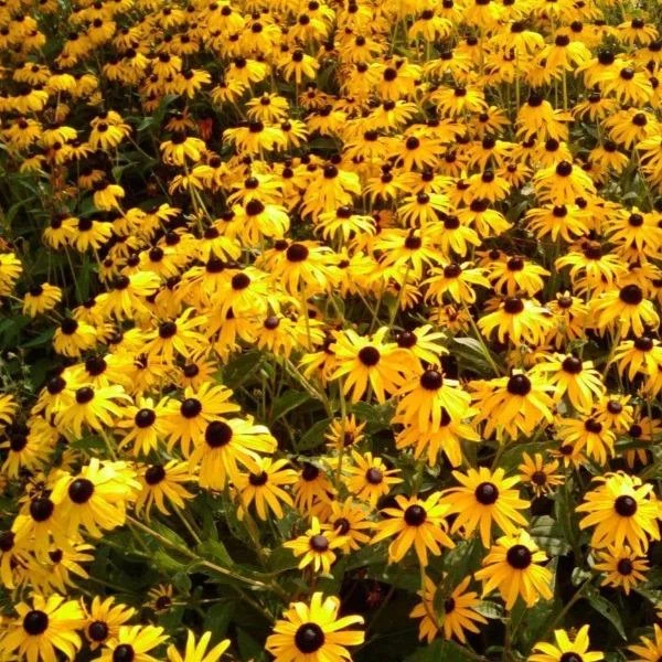 Garden Goods Direct Black Eyed Susan 2 Garden Goods Direct Black Eyed Susan