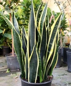 Garden Goods Direct Black Gold Snake Plant