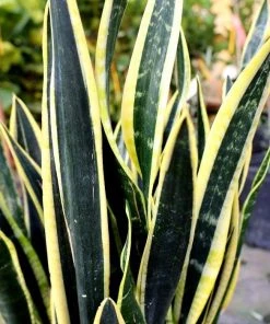 Garden Goods Direct Black Gold Snake Plant