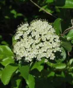 Garden Goods Direct Shrubs Blackhaw Viburnum