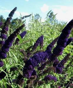 Garden Goods Direct Shrubs Black Knight Butterfly Bush