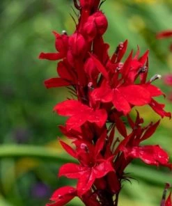 Garden Goods Direct Perennials Lobelia Black Truffle