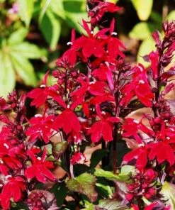 Garden Goods Direct Perennials Lobelia Black Truffle