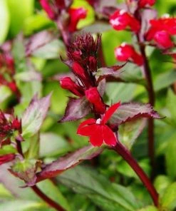 Garden Goods Direct Perennials Lobelia Black Truffle
