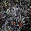 Garden Goods Direct Black Pearl Ornamental Pepper