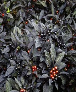 Garden Goods Direct Black Pearl Ornamental Pepper
