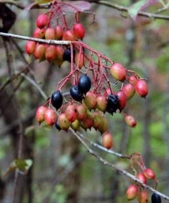 Garden Goods Direct Shrubs Blackhaw Viburnum