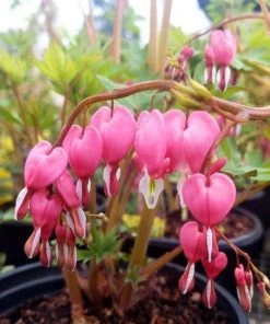 Garden Goods Direct Bleeding Hearts