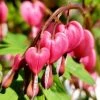 Garden Goods Direct Bleeding Hearts
