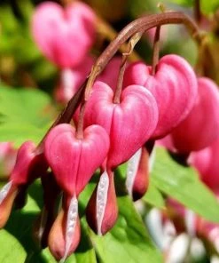 Garden Goods Direct Bleeding Hearts
