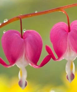 Garden Goods Direct Bleeding Hearts