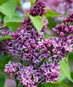 Garden Goods Direct Lilac Sensation Shrubs