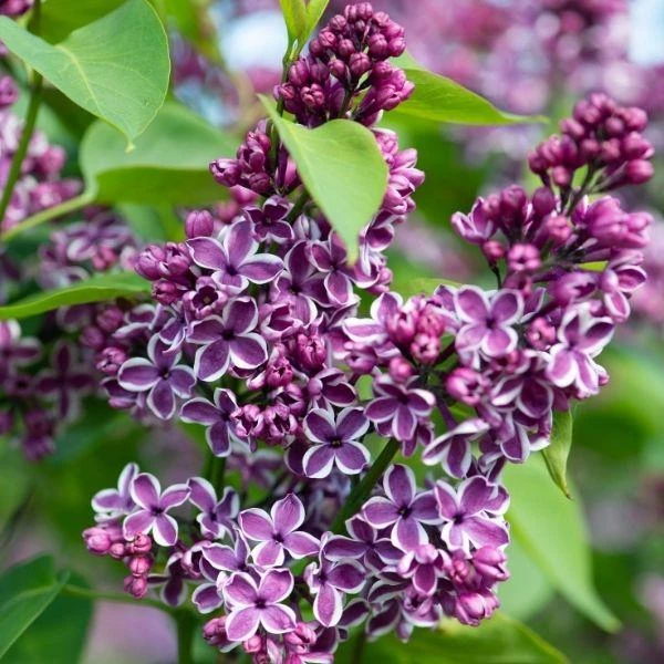 Garden Goods Direct Lilac Sensation Shrubs 2 Garden Goods Direct Lilac Sensation Shrubs