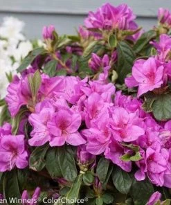 Garden Goods Direct Proven Winners® Color Choice® Bloom-A-Thon® Lavender Azalea