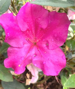 Garden Goods Direct Proven Winners® Color Choice® Bloom-A-Thon® Lavender Azalea