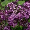 Garden Goods Direct Shrubs Proven Winners® Color Choice® Bloomerang® Dark Purple Lilac