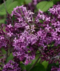 Garden Goods Direct Shrubs Proven Winners® Color Choice® Bloomerang® Dark Purple Lilac