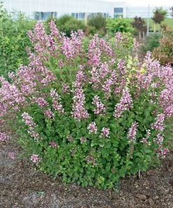 Garden Goods Direct Shrubs Proven Winners® Color Choice® Bloomerang® Dark Purple Lilac