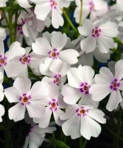 Garden Goods Direct Phlox Subulata Amazing Grace Perennials 6 Garden Goods Direct Phlox Subulata Amazing Grace Perennials