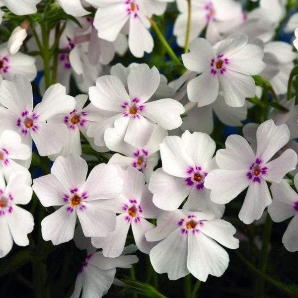 Garden Goods Direct Phlox Subulata Amazing Grace Perennials 3 Garden Goods Direct Phlox Subulata Amazing Grace Perennials