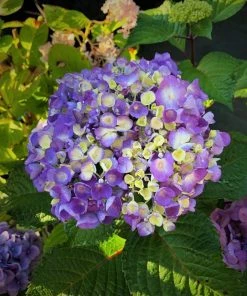 Garden Goods Direct Endless Summer® BloomStruck® Hydrangea
