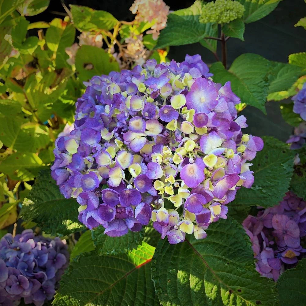Garden Goods Direct Endless Summer® BloomStruck® Hydrangea 2 Garden Goods Direct Endless Summer® BloomStruck® Hydrangea