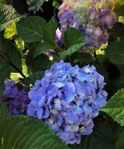 Garden Goods Direct Endless Summer® BloomStruck® Hydrangea 6 Garden Goods Direct Endless Summer® BloomStruck® Hydrangea