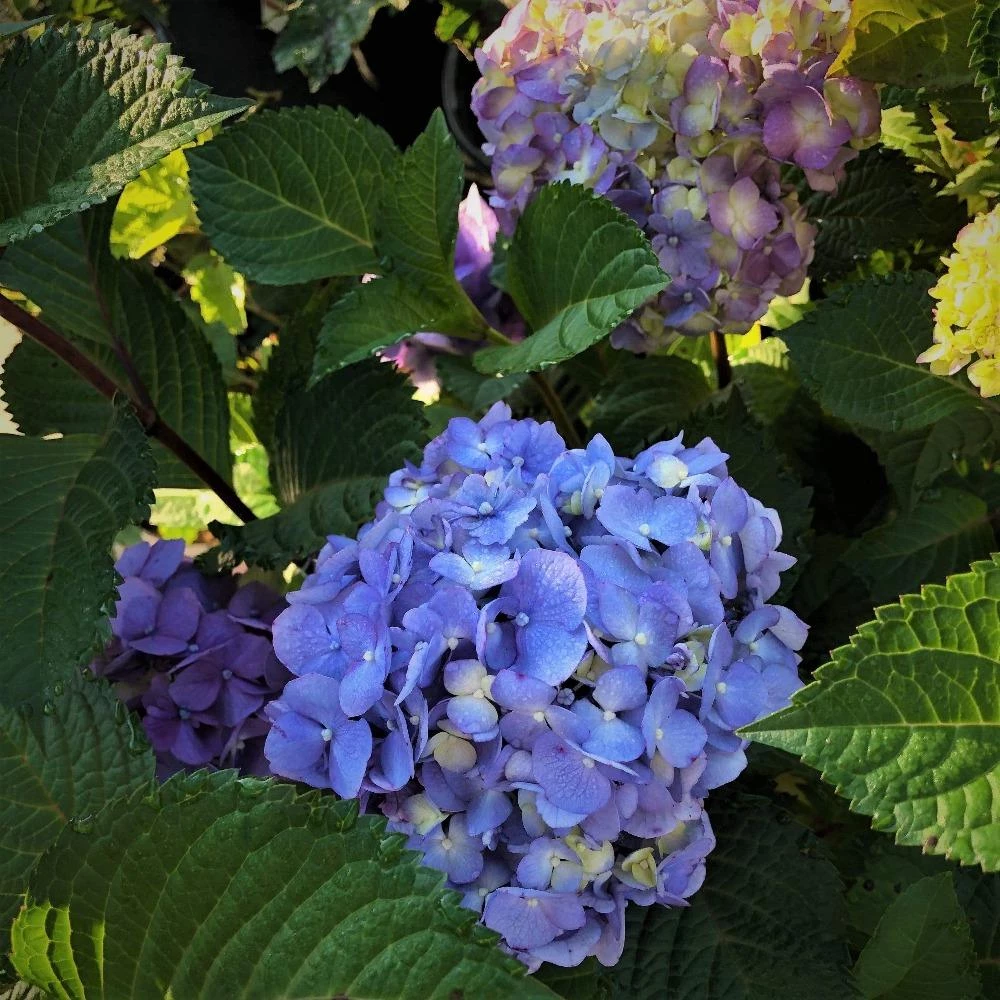 Garden Goods Direct Endless Summer® BloomStruck® Hydrangea 3 Garden Goods Direct Endless Summer® BloomStruck® Hydrangea