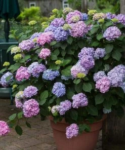 Garden Goods Direct Endless Summer® BloomStruck® Hydrangea 7 Garden Goods Direct Endless Summer® BloomStruck® Hydrangea