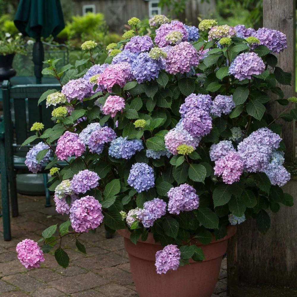 Garden Goods Direct Endless Summer® BloomStruck® Hydrangea 4 Garden Goods Direct Endless Summer® BloomStruck® Hydrangea