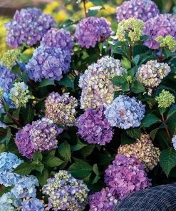 Garden Goods Direct Endless Summer® BloomStruck® Hydrangea