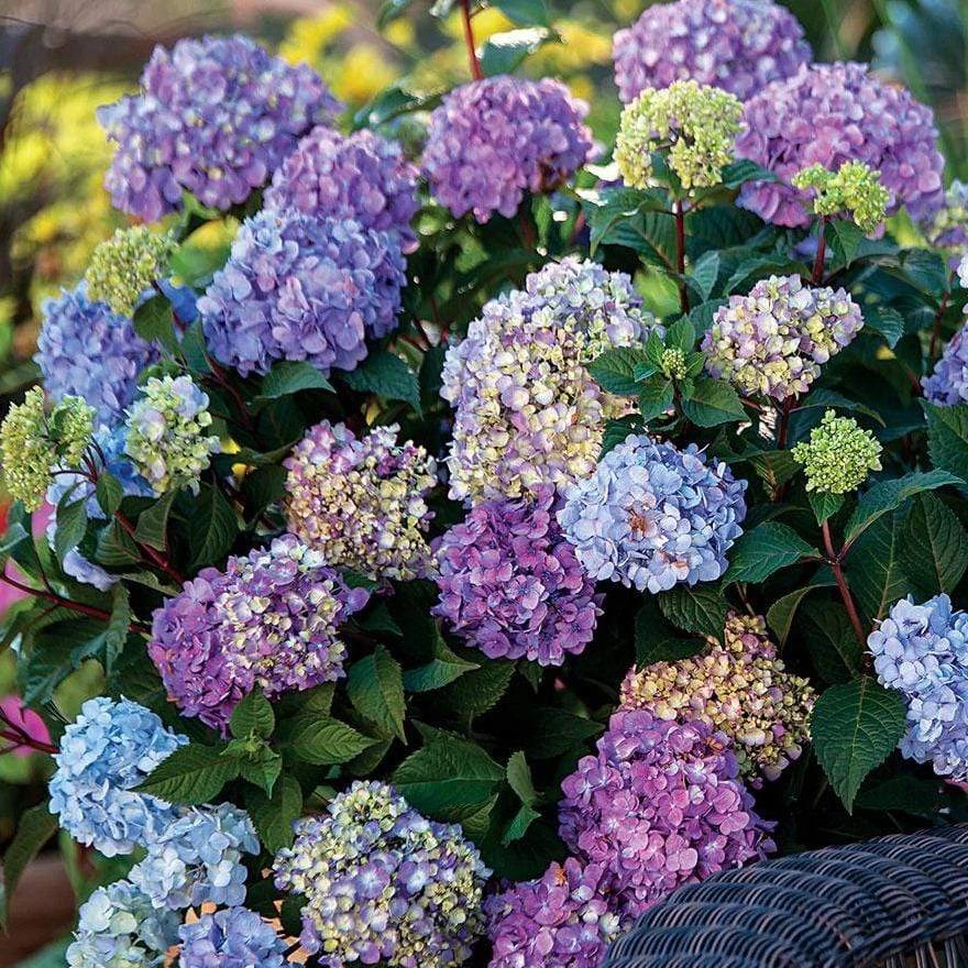 Garden Goods Direct Endless Summer® BloomStruck® Hydrangea 1 Garden Goods Direct Endless Summer® BloomStruck® Hydrangea