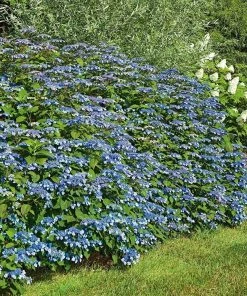 Garden Goods Direct Blue Billow Hydrangea