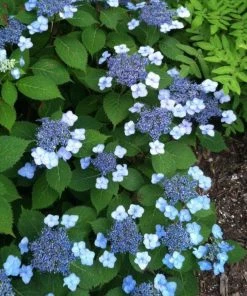 Garden Goods Direct Blue Billow Hydrangea