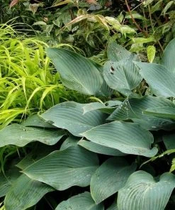 Garden Goods Direct Hosta Blue Cadet Perennials