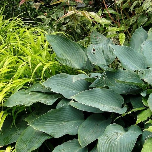 Garden Goods Direct Hosta Blue Cadet Perennials 2 Garden Goods Direct Hosta Blue Cadet Perennials