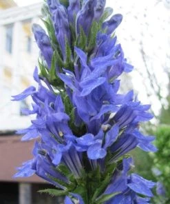 Garden Goods Direct Perennials Great Blue Lobelia 7 Garden Goods Direct Perennials Great Blue Lobelia